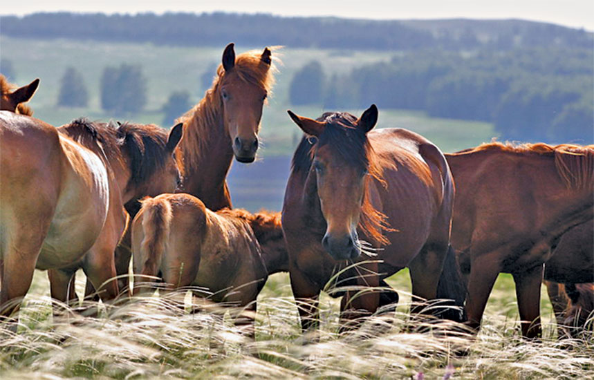 Башҡорт аттары
